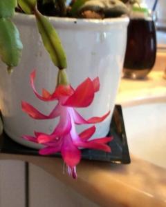 Фотография Аванти 3