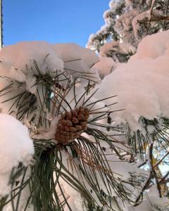 Фотография Ювента 3