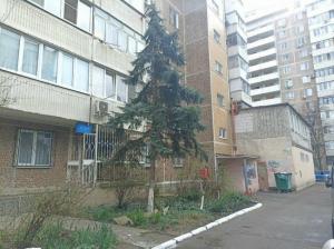 Фотография Лаванда 0